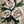 Painting of white flowers in a vase on a wooden panel